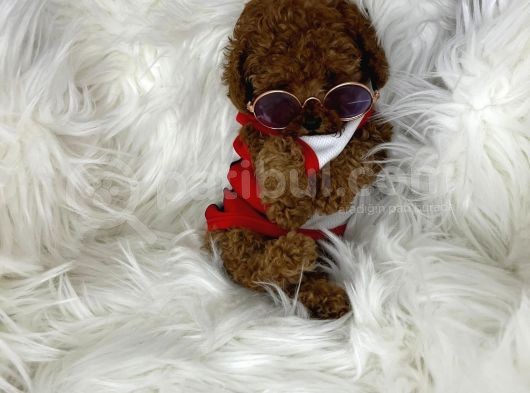 Tarzı Ile İddaalı Poodle Bebeğimiz görsel