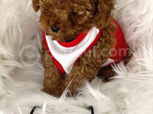 Tarzı Ile İddaalı Poodle Bebeğimiz görsel