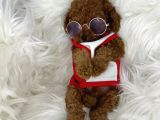 Tarzı Ile İddaalı Poodle Bebeğimiz