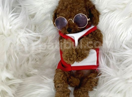 Tarzı Ile İddaalı Poodle Bebeğimiz görsel