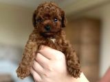 Orijinal Teddy Yüz Hattına Sahip Toy Poodle Bebek
