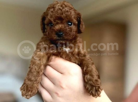 Orijinal Teddy Yüz Hattına Sahip Toy Poodle Bebek görsel