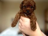 Orijinal Teddy yüz hattına sahip toy poodle bebek