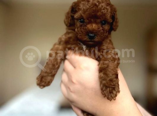 Orijinal Teddy Yüz Hattına Sahip Toy Poodle Bebek