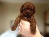 Orijinal Teddy Yüz Hattına Sahip Toy Poodle Bebek