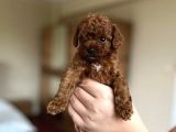 Orijinal Teddy Yüz Hattına Sahip Toy Poodle Bebek