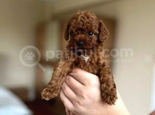 Orijinal Teddy Yüz Hattına Sahip Toy Poodle Bebek görsel