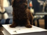 Kore Kan Hattına sahip Toy Poodle