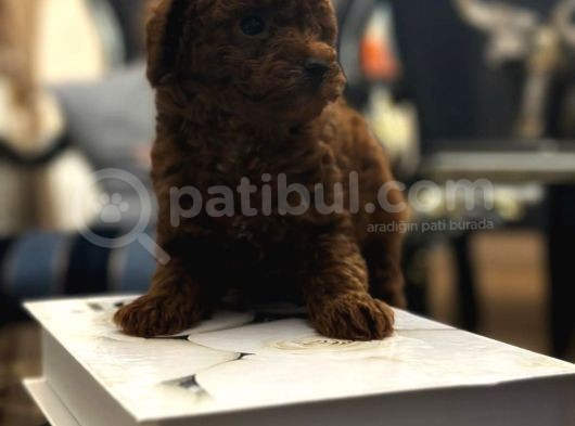 Kore Kan Hattına Sahip Toy Poodle