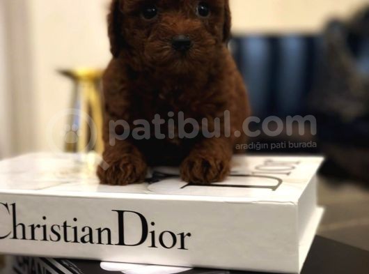 Kore Kan Hattına Sahip Toy Poodle görsel