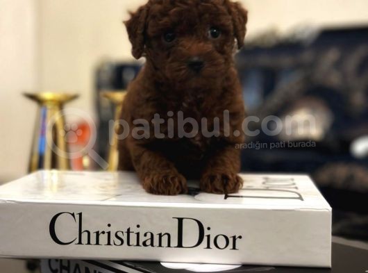 Kore Kan Hattına Sahip Toy Poodle görsel