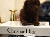 Kore Kan Hattına Sahip Toy Poodle