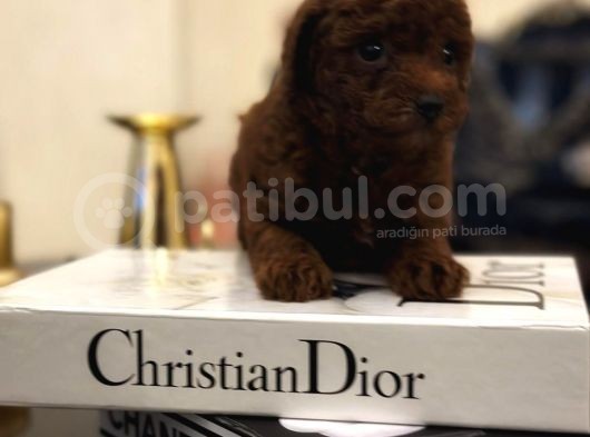 Kore Kan Hattına Sahip Toy Poodle görsel