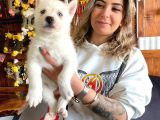 HUSKY SİBİRYA KURDU BEBEKLER ÜST KALİTE