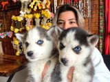 Husky Si̇bi̇rya Kurdu Bebekler Üst Kali̇te