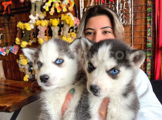 Husky Si̇bi̇rya Kurdu Bebekler Üst Kali̇te görsel
