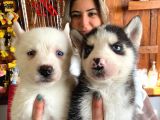 Husky Si̇bi̇rya Kurdu Bebekler Üst Kali̇te