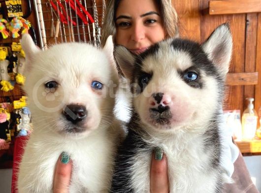 Husky Si̇bi̇rya Kurdu Bebekler Üst Kali̇te görsel