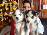 Husky Si̇bi̇rya Kurdu Bebekler Üst Kali̇te