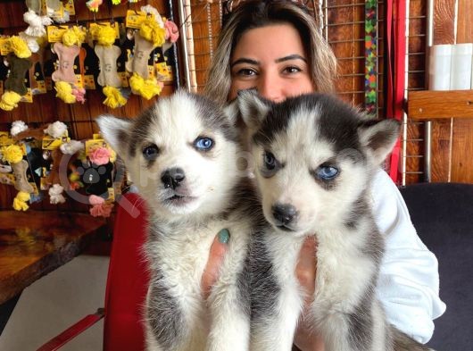 Husky Si̇bi̇rya Kurdu Bebekler Üst Kali̇te görsel