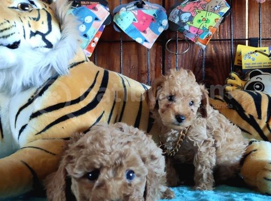 A Secere Sevi̇mli̇li̇k Abi̇desi̇ Toy Poodle Bebekleri̇mi̇z görsel