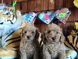 A Secere Sevi̇mli̇li̇k Abi̇desi̇ Toy Poodle Bebekleri̇mi̇z