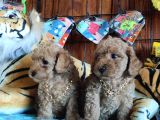 A Secere Sevi̇mli̇li̇k Abi̇desi̇ Toy Poodle Bebekleri̇mi̇z