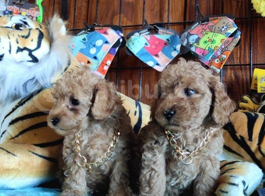 A Secere Sevi̇mli̇li̇k Abi̇desi̇ Toy Poodle Bebekleri̇mi̇z görsel