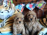 A Secere Sevi̇mli̇li̇k Abi̇desi̇ Toy Poodle Bebekleri̇mi̇z
