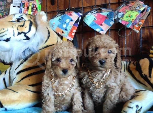 A Secere Sevi̇mli̇li̇k Abi̇desi̇ Toy Poodle Bebekleri̇mi̇z görsel