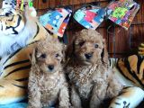 A SECERE SEVİMLİLİK ABİDESİ TOY POODLE BEBEKLERİMİZ