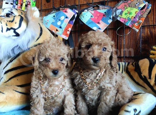 A Secere Sevi̇mli̇li̇k Abi̇desi̇ Toy Poodle Bebekleri̇mi̇z
