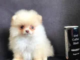 Pomerani̇an Boo Ayi Surat Irk Garanti̇li̇