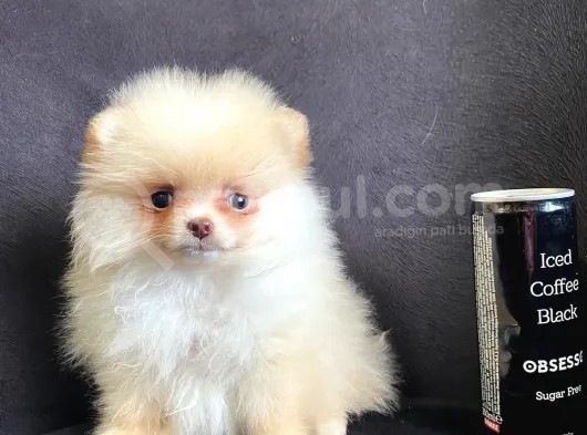Pomerani̇an Boo Ayi Surat Irk Garanti̇li̇ görsel