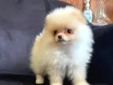 Pomerani̇an Boo Ayi Surat Irk Garanti̇li̇