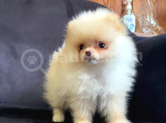 Pomerani̇an Boo Ayi Surat Irk Garanti̇li̇ görsel