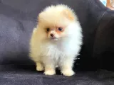 Pomerani̇an Boo Ayi Surat Irk Garanti̇li̇