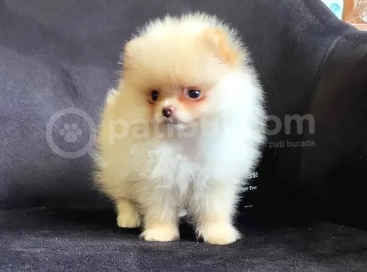 Pomerani̇an Boo Ayi Surat Irk Garanti̇li̇ görsel