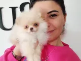 POMERANİAN BOO AYI SURAT IRK GARANTİLİ