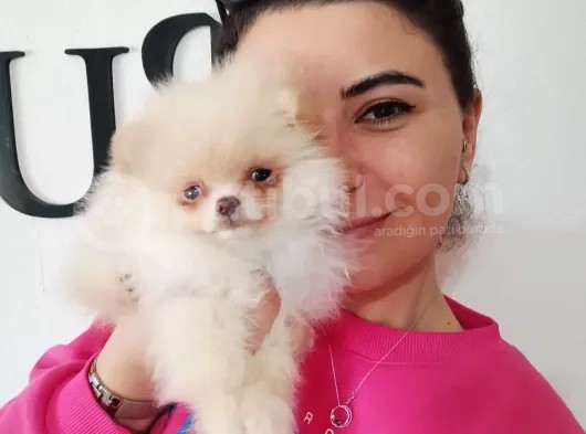 Pomerani̇an Boo Ayi Surat Irk Garanti̇li̇
