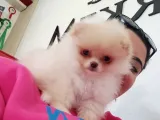 Pomerani̇an Boo Ayi Surat Irk Garanti̇li̇