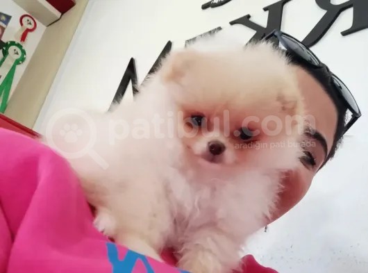 Pomerani̇an Boo Ayi Surat Irk Garanti̇li̇ görsel