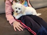 Whi̇te Poodle  Si̇fi̇r Numara Toy Boy