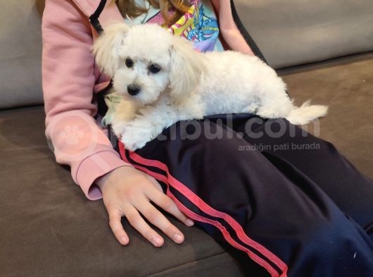 Whi̇te Poodle  Si̇fi̇r Numara Toy Boy görsel