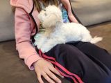 Whi̇te Poodle  Si̇fi̇r Numara Toy Boy