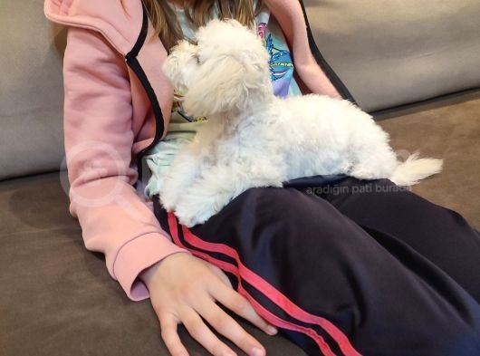 Whi̇te Poodle  Si̇fi̇r Numara Toy Boy görsel