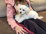WHİTE POODLE  SİFİR NUMARA TOY BOY