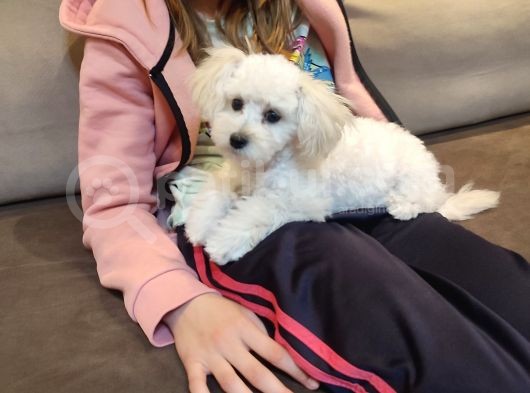 Whi̇te Poodle  Si̇fi̇r Numara Toy Boy