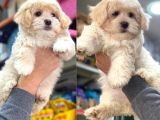 VONALPET GARANTİSİYLE MÜKEMMEL KALİTEDE MALTİPOO  YAVRULARIMIZ
