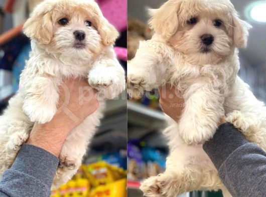 VONALPET GARANTİSİYLE MÜKEMMEL KALİTEDE MALTİPOO  YAVRULARIMIZ